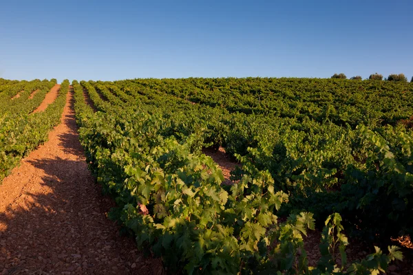 Виноградник у Наджера, Ла-Ріоха, Іспанія — стокове фото