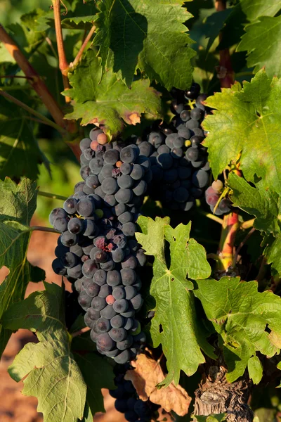 Виноградник у Наджера, Ла-Ріоха, Іспанія — стокове фото