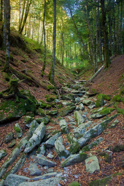 Selva de Irati Ormanı, Navarra, İspanya — Stok fotoğraf