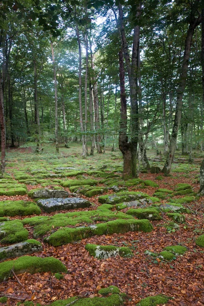 Santiago skog, alava, Spanien — Stockfoto