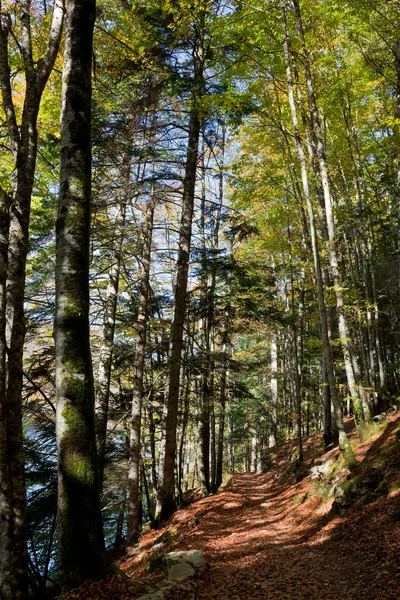 stock image Forest in the selva de Irati, Navarra, Spain