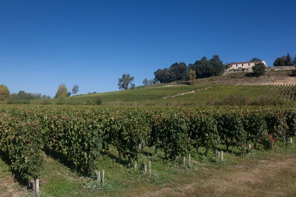 Виноградники в Saint-Emilion, Жиронда, Аквітанської, Франція — стокове фото