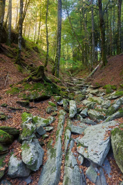 Stock image Forest in the Selva de Irati, Navarra, Spain