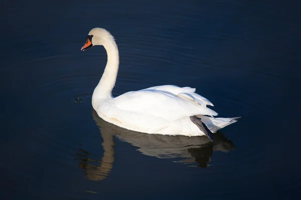 Swan in the natural park of Saja-Besaya, Cantabria, Spain — Stock Photo, Image