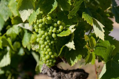 Grapes in La Rioja, Spain clipart