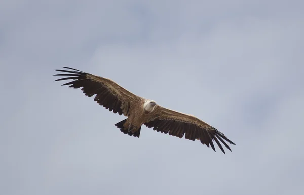 Vulture, Hoces del Duraton, Segovia, Espanha — Fotografia de Stock