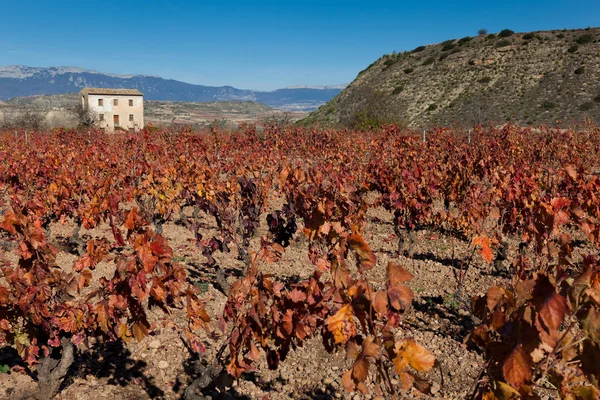 Vineyards in autumn, Lapuebla de Labarca, Alava, Spain — Stock Photo, Image