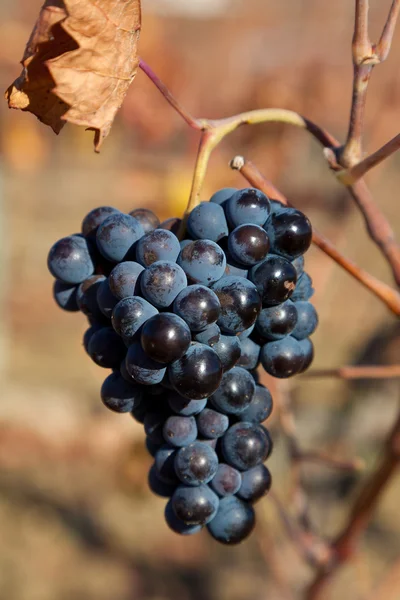 Грона винограду, Laguardia, регіоні Alava, Іспанія — стокове фото