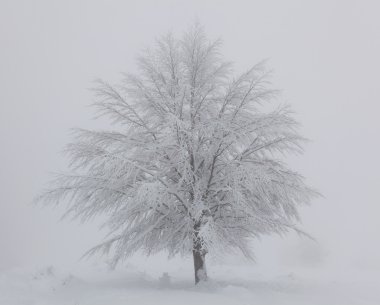 ağaç kar kaplı opakua, alava, İspanya