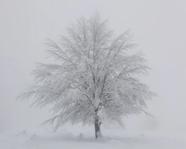 Träd snötäckta i opakua, alava, Spanien — Stockfoto