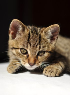 şirin tabby yavru kedi