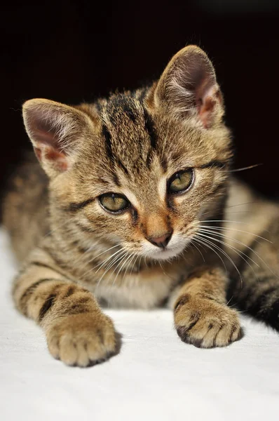 Lovely tabby kitten looking directly into the camera — Stock Photo, Image