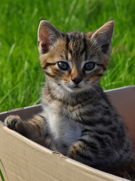 Tabby kitten in the box in the garden