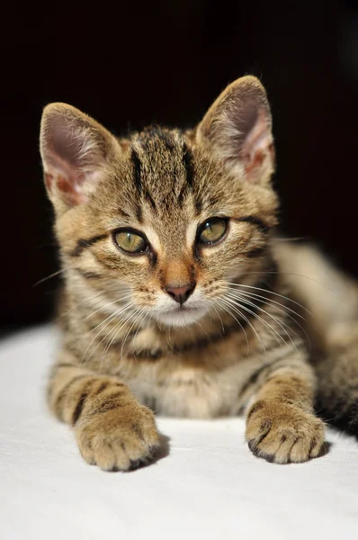 아름 다운 줄무늬 고양이 로열티 프리 스톡 사진