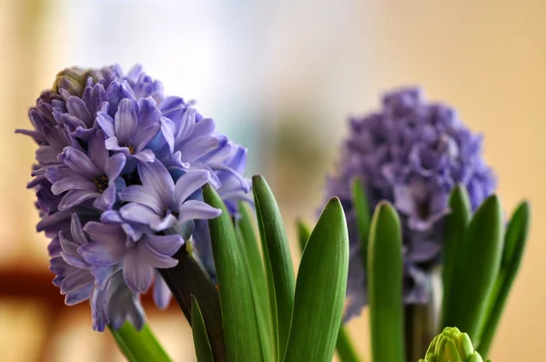Blommande blå hyacint hemma Royaltyfria Stockbilder