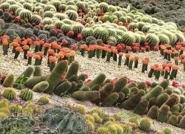 Różnych kaktusów w otwartej przestrzeni — Zdjęcie stockowe