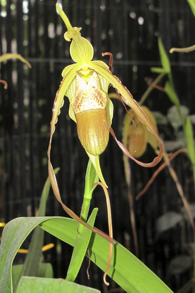 Orchidea ragadozó — Stock Fotó