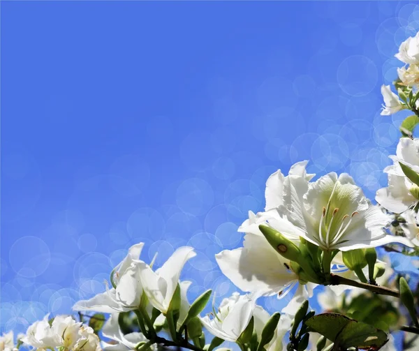 Kvetoucí akát bílý — Stock fotografie
