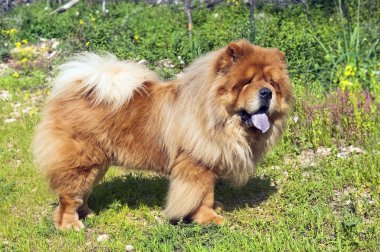 Genç chow chow köpek