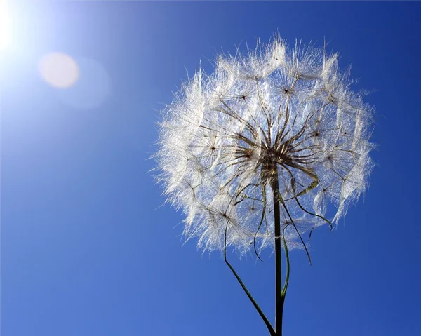 Dandelion is ready to fly — Stock Photo, Image