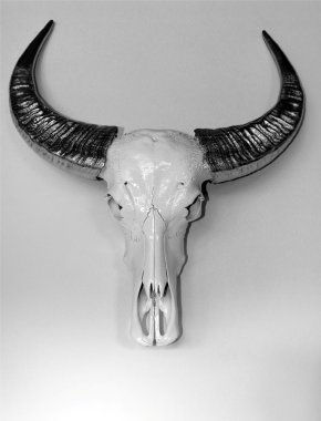 Bufalo kafatası