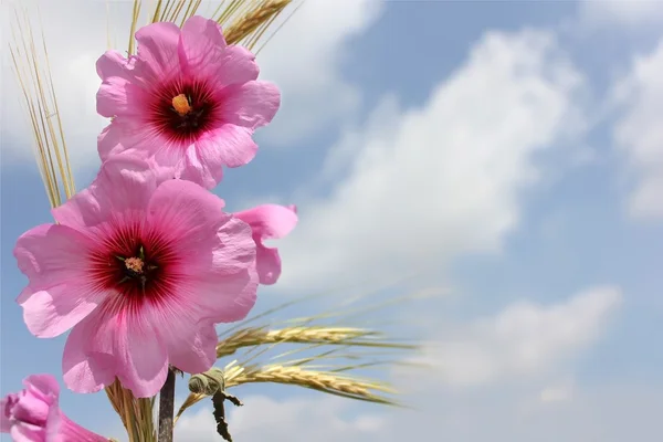 淡粉红色的花 — 图库照片