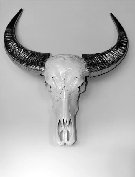 Stock image Buffalo skull