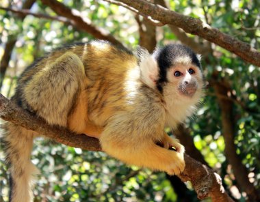 Cute squirrel monkey clipart