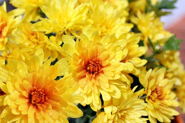 Leuchtend gelbe Chrysanthemen — Stockfoto