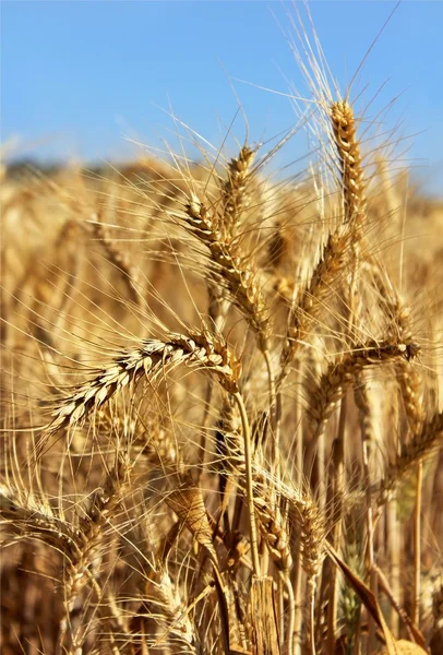 小麦的金黄耳朵 — 图库照片
