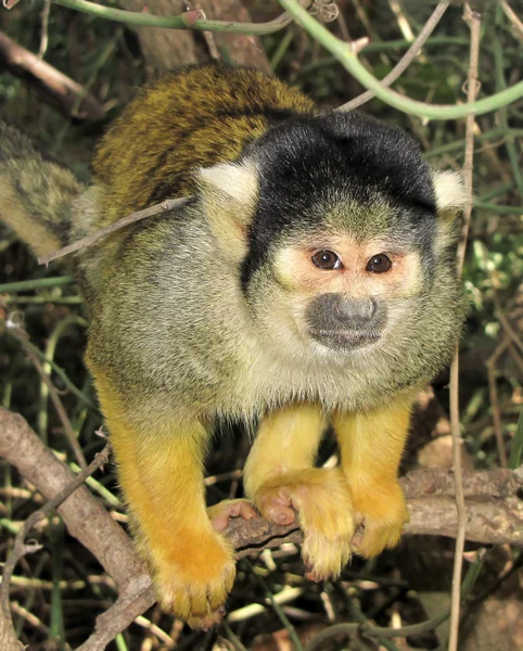 Μικρό πράσινο μαϊμού — Φωτογραφία Αρχείου