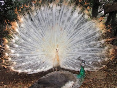 Albino Peacock clipart