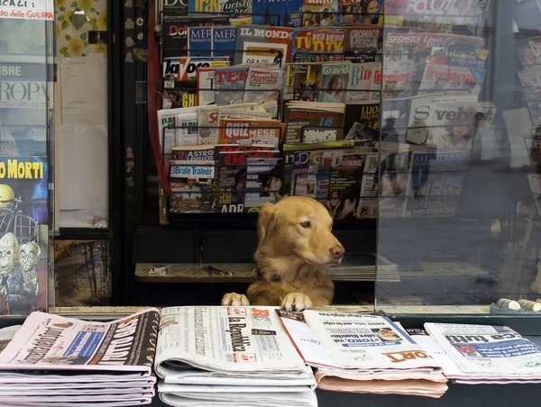 Propriétaire du kiosque à journaux — Photo