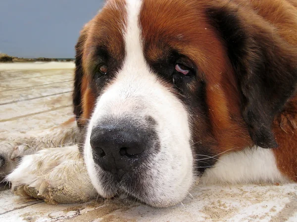 Portrait of a dog with sad eyes — Stock Photo, Image