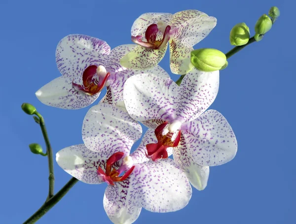 Vakker orkideen – stockfoto