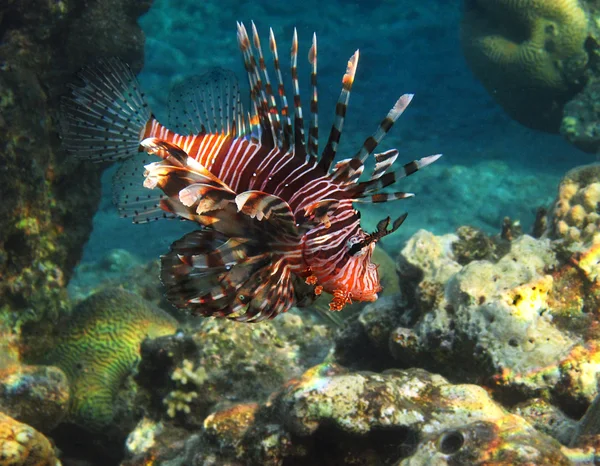 レッド海の魚 — ストック写真