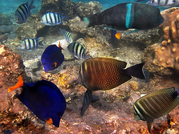 stock image Fish of the Red Sea1