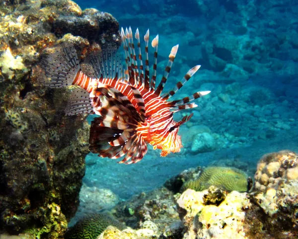 赤の sea2 の魚 — ストック写真
