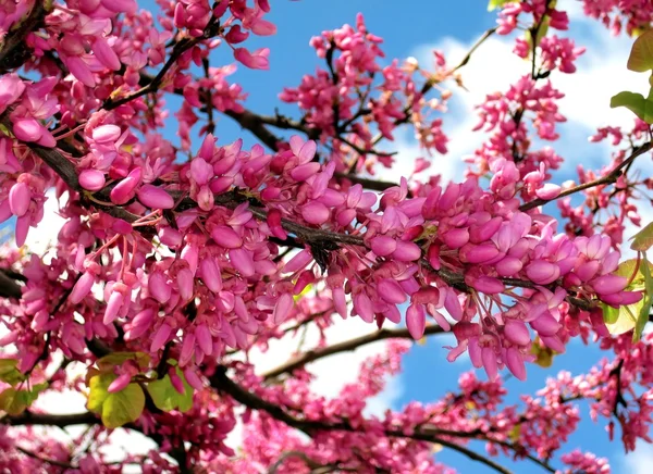Kvetoucí strom — Stock fotografie