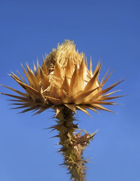 Flower-thorn — Stock Photo, Image