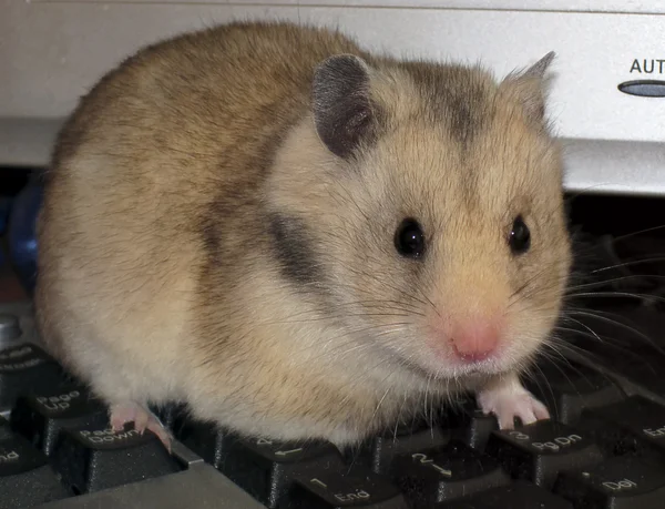 Hamster and keyboard — Zdjęcie stockowe