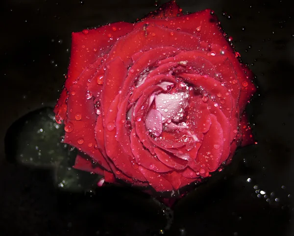 stock image Wet red rose