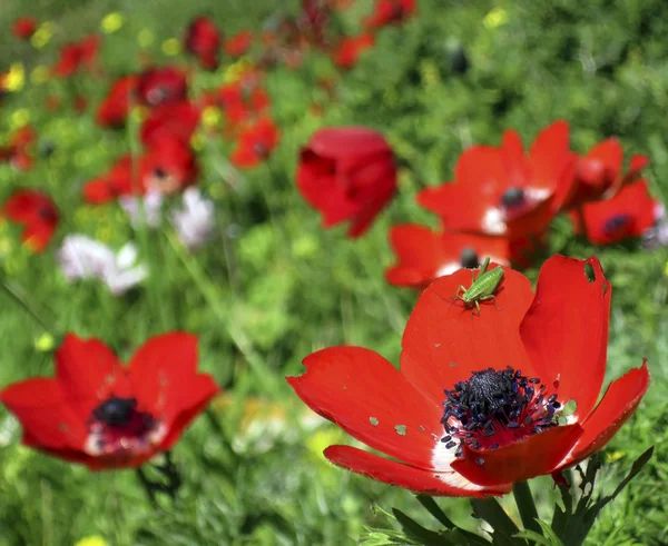 Sprinkhaan op rode bloem — Stockfoto