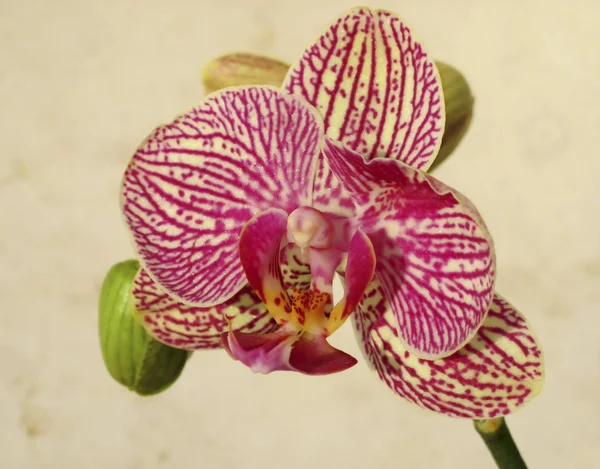 Tygr orchidej — Stock fotografie