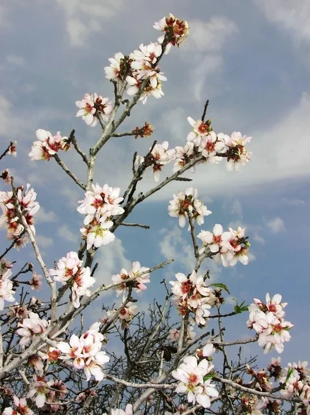 Blommande mandel — Stockfoto