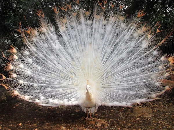Beautiful peacock albino — Stock Photo, Image