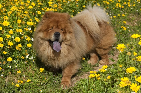 Chow chow psa na polanie żółte kwiaty — Zdjęcie stockowe
