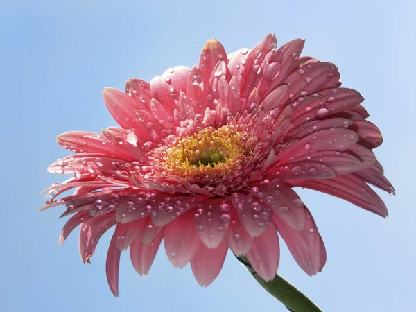 Gerbera flower on a blue background — Stock Photo, Image