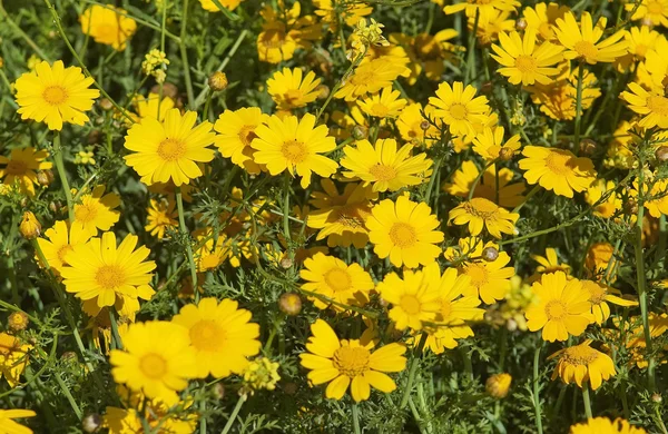 Gelbe Gänseblümchen — Stockfoto