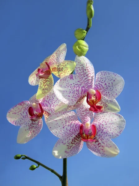 Beyaz Kaplan orkide — Stok fotoğraf